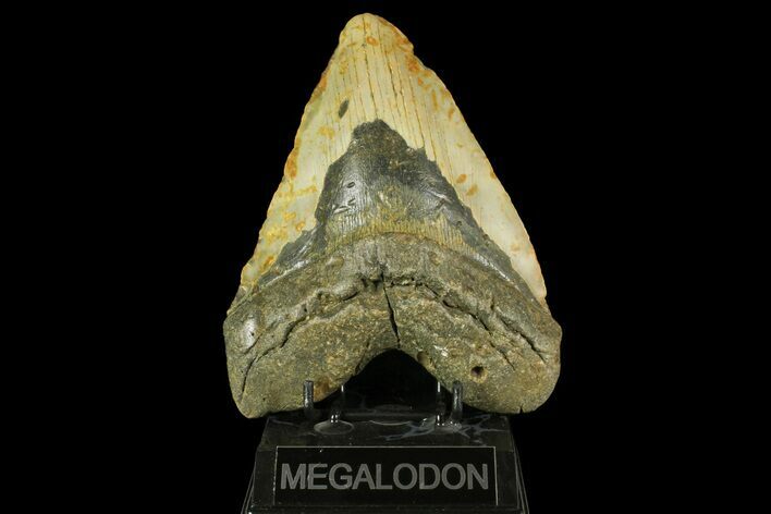 Massive, Fossil Megalodon Tooth - North Carolina #158237
